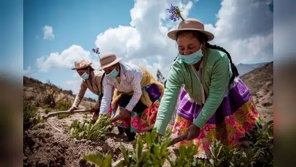 Agro crece 3,3% primeros siete meses del año