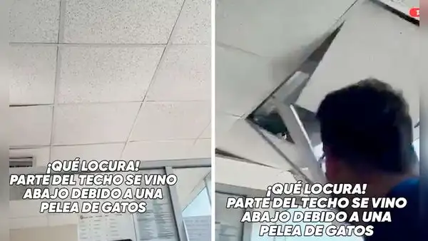 Gatos pelean en el techo de una oficina y sorprenden a trabajadores al caer sobre sus escritorios