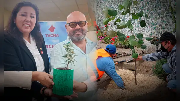 ¿Adoptarías un árbol? Conoce la innovadora medida en Tacna para conservar especies en peligro de extinción
