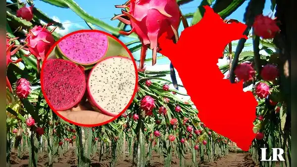 Se cultiva en Perú, tiene más de 200 variedades y es conocida como la fruta del fuego y del dragón