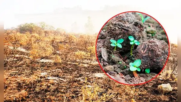 Perú adoptará innovadora técnica de Egipto para reforestar zonas afectadas por incendios forestales