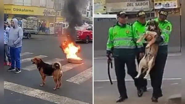 Policías ‘detienen’ a perrito durante paro y desata divertidas reacciones:"¡No, Firulais!"