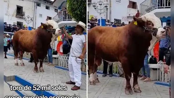 Ganadero camajarquino revela que toro cuesta S/52.000 y deja en shock a usuarios en redes