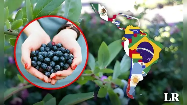 Conoce al impresionante oro azul, una de las frutas más ricas en antioxidantes que podría romper récord en exportación en Perú