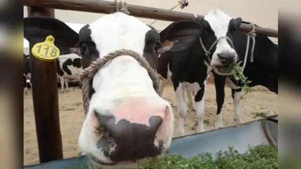 Ganaderos del Perú piden mayor apoyo al Midagri para impulsar compra de leche a las mypes