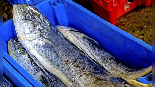 Produce fija límite máximo de captura del perico para la temporada de pesca 2024 - 2025