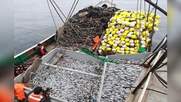 Talla mínima de la anchoveta seguirá en 12 centímetros