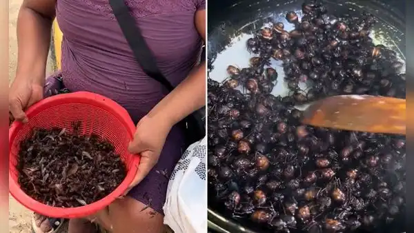 Peruanos capturan hormigas en la selva para luego freírlas: “Buen provecho, ñañitos”