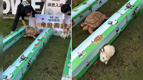 Realizan carrera entre tortuga y un conejo, pero resultado sorprende en redes: “Se hizo canon”