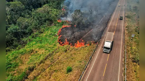 Incendio forestal en Madre de Dios arrasa 30 hectáreas y avanza hacia Cusco dejando animales silvestres muertos