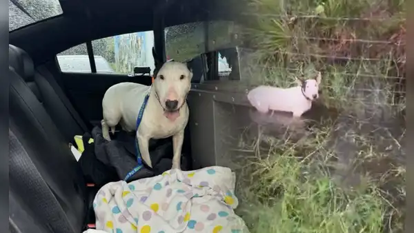 Rescatan a perrito abandonado y atado a una valla a pocas horas del huracán Milton: "No le hagan esto a sus mascotas"