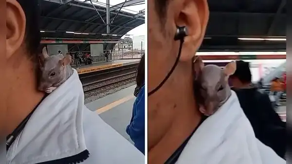 Peruano se pasea con su rata ‘egipicia’ en el Metro de Lima y es furor en redes: “No paga pasaje”