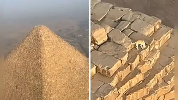 ‘Firulais’ llegó hasta la cima de la pirámide de Giza y sorprende a usuarios: “¿Cómo llegó ahí?”