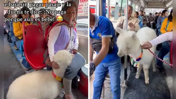 Cobrador intentó pedir doble pasaje por alpaquita y dueña le dice: “No paga, es bebé”