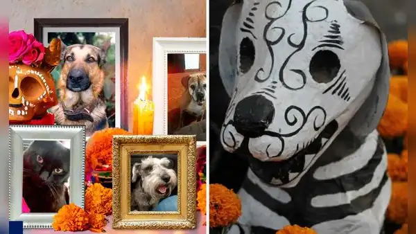 Día de Muertos de mascotas 2024: ¿a qué hora llegan los animales fallecidos a visitar a sus familiares?
