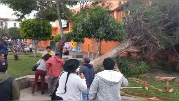 Ayacucho: Árbol se cae a causa de vientos huracanados y casi mata a más de 20 vendedores ambulantes