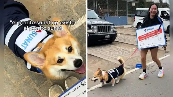 Perrito disfrazado de inspector de la Sunat es furor en redes: "¿Dulces o fiscalización?"
