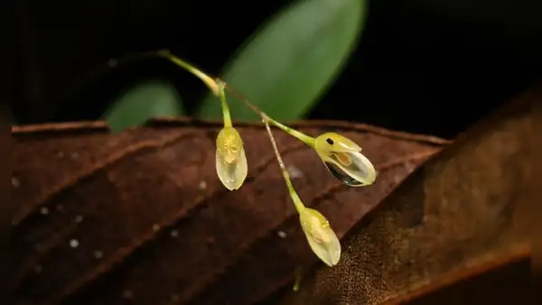Descubrimiento en Perú: hallan nueva especie de orquídea cerca de las operaciones de una empresa petrolera en Loreto