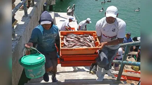 Nuevo reglamento de la Ley de pesca artesanal bajo la lupa