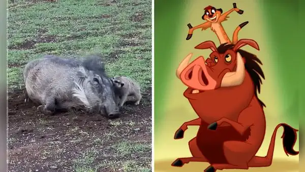 Jabalí y suricata jugando juntos sorprenden en redes: “'Timón y Pumba' en la vida real”