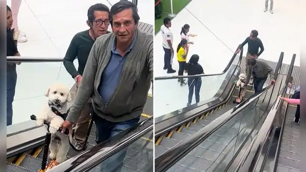 Perrito usa scooter para subir escaleras eléctricas y es furor en redes: “Como se lo merece”