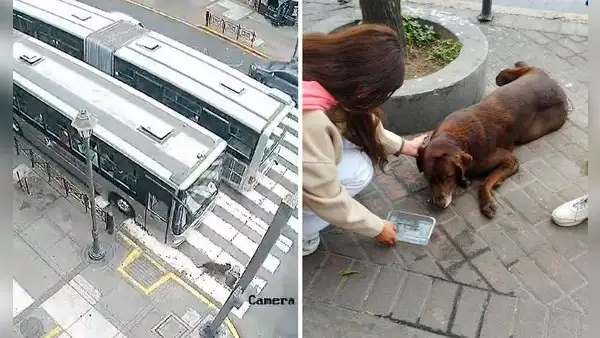 El preciso momento en que un bus del Metropolitano atropella a un perro en Cercado de Lima