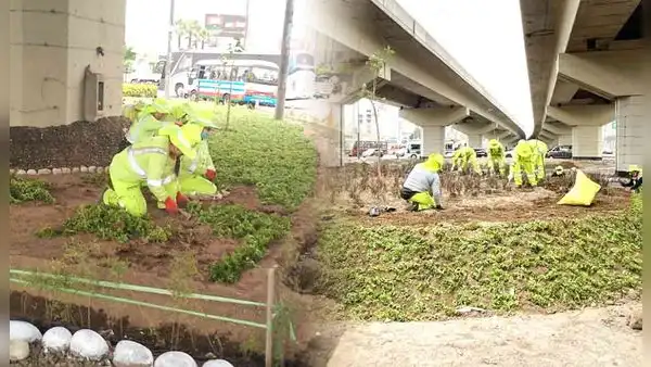 Obras de rehabilitación en puntos clave de Lima: recuperan áreas verdes en Óvalo Monitor, Alfredo Mendiola y avenida México
