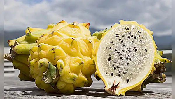 Pitahaya: beneficios, propiedades y desventajas de comer la 'Fruta del dragón'