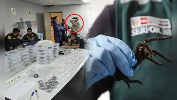 Sorprendente hallazgo en aeropuerto Jorge Chávez: detienen a hombre con 320 tarántulas adheridas a su cuerpo