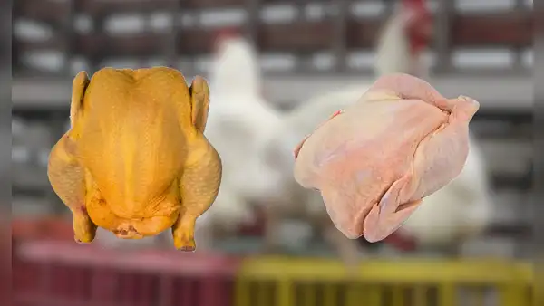 Pollo amarillo vs. blanco: ¿cuál elegir? Esto es lo que debes saber para cuidar tu salud