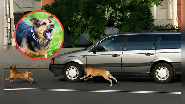 ¿Sabes por qué los perros ladran a los vehículos? No es por diversión: descubre el verdadero motivo de este comportamiento