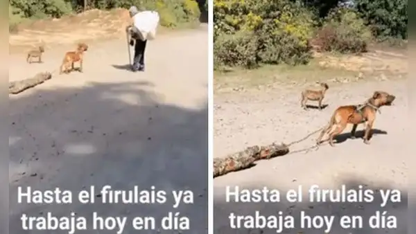 Perrito sorprende al cargar madera para ayudar a su dueño: “Se merece todas las croquetitas del mundo”