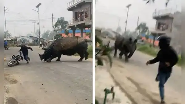 Motociclista se salva de ser embestido por rinoceronte y usuarios quedan atónitos: “¿Jumanji?”