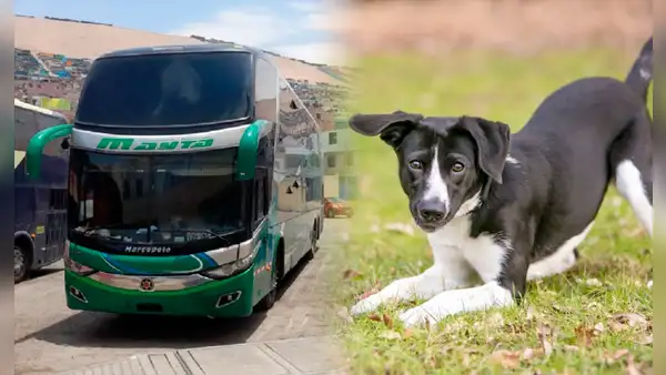 ¿Se puede llevar mascotas en buses interprovinciales de Perú?