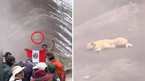 Captan a ‘Firulais’ descansando en la Montaña de 7 Colores y usuarios resaltan: “El legendario pastor chiribaya”