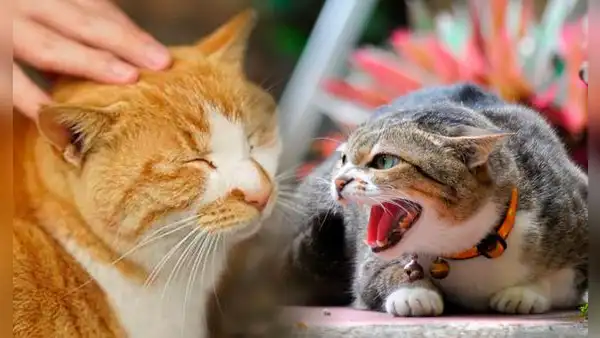 ¿Los gatos son capaces de detectar si una persona es "mala"? Veterinario lo explica: "Es un animal tremendamente observador"