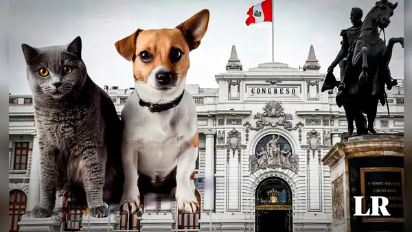 Congreso: plantean otorgar un día de licencia por muerte de mascotas