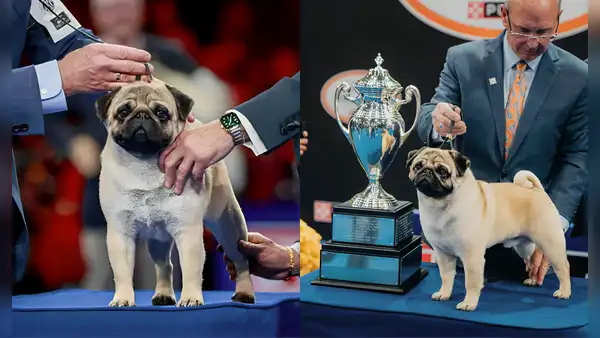 The pug Vito wins the top prize at the National Dog Show after beating more than a thousand dogs in US