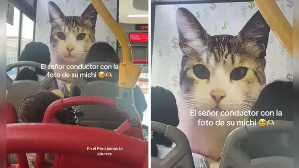 Conductor pegó gigantografía de su gatito en bus de Lima y causa furor en redes: “Va a Michigan”