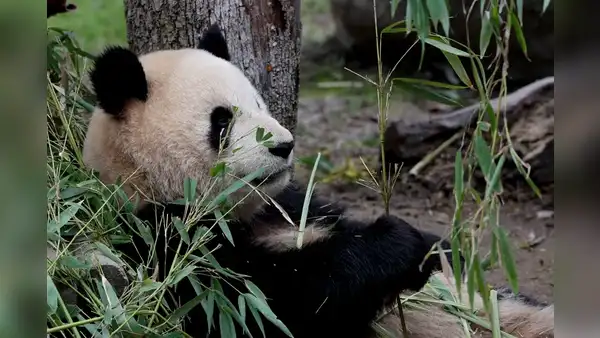 Investigación asegura que China desvió millones de dólares que Estados Unidos envió para la protección de osos pandas