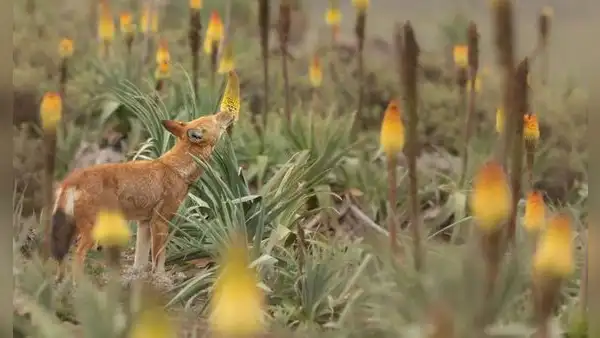 Científicos encuentran un animal carnívoro que visitó hasta 30 flores en un día para lamerlas como una abeja