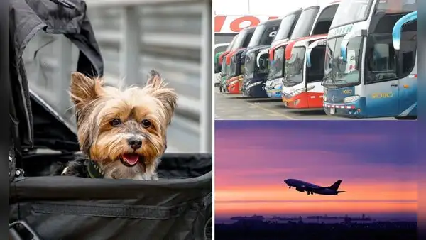 ¿Tienes un viaje e irás con tu mascota? Conoce las disposiciones que debes seguir para hacer el trámite
