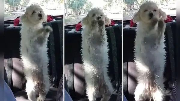 Adultos mayores presumen a perrito bailarín y usuarios bromean: “Yo en la fiesta que no quería ir”