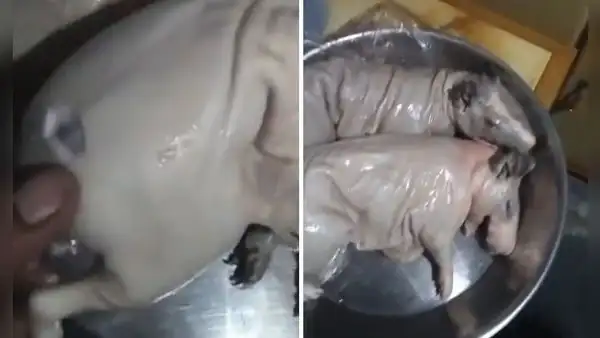 Peruano compra cuy y descubre misterioso detalle al prepararlo: "Le cortaron algo"