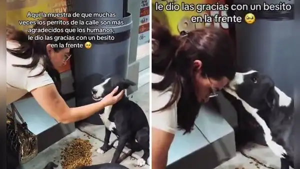 Perrito callejero tuvo conmovedor gesto de amor con joven que lo alimentó: "Un besito en la frente"