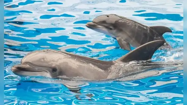 Alrededor de 30 delfines en el Golfo de México dieron positivo a fentanilo, según científicos de Texas