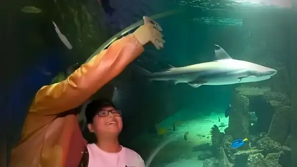 El acuario más grande del Perú está en Lima Norte: ¿cómo llegar a este paraíso marino en Comas que exhibe hasta un tiburón?
