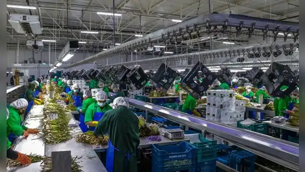 Cuestionan Ley Chlimper 2.0 que beneficia a grandes agroexportadoras