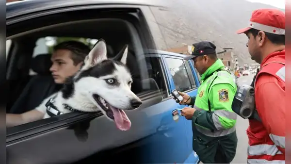 ¿Piensas viajar con tu mascota en el auto? Conoce las forma correcta de hacerlo para evitar multas, según el SAT