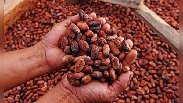 Exportaciones de productos orgánicos totalizaron US$542 millones entre enero y septiembre